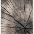 Dywan Faro pień  Kształt: Prostokątny, Prostokątny: 200x280 cm, Kolor: Szary