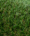 114571_i.jpeg
