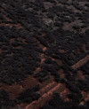 510109_c.jpeg